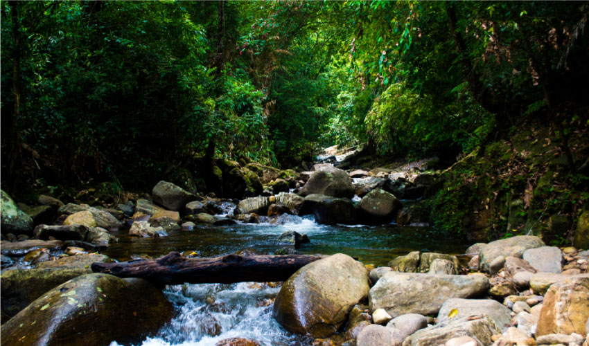 Singharaja Forest Reserve