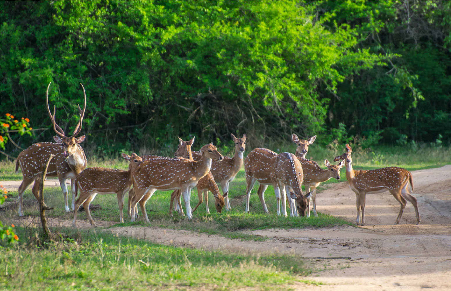 Yala National Park