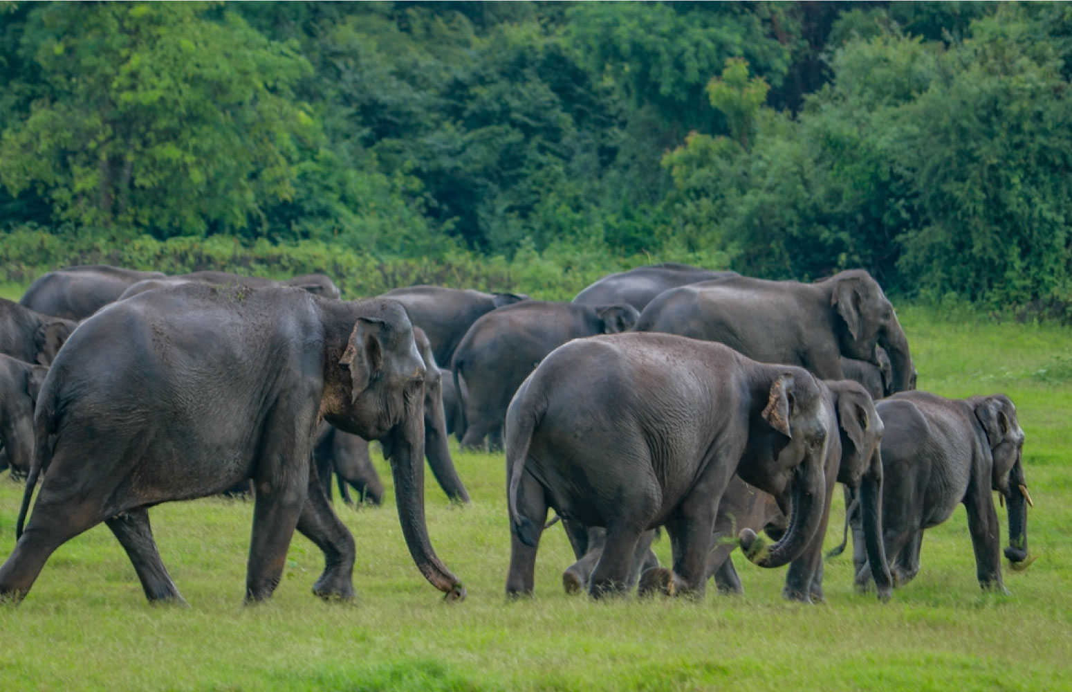 Kaudulla National Park