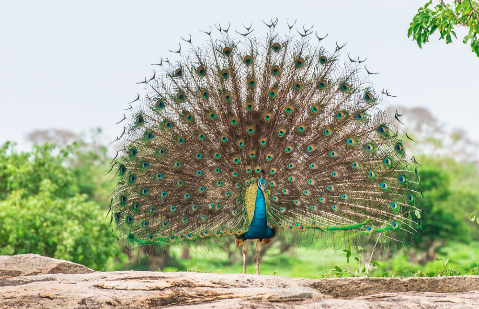 Kumana National Park