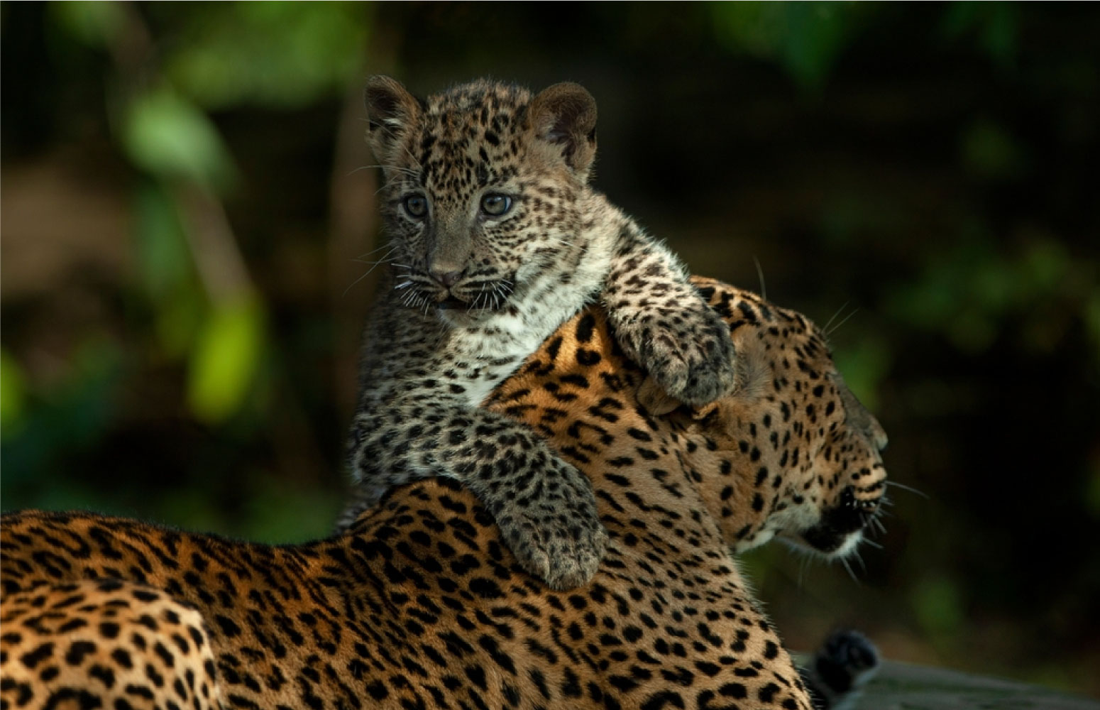 Wilpattu National Park