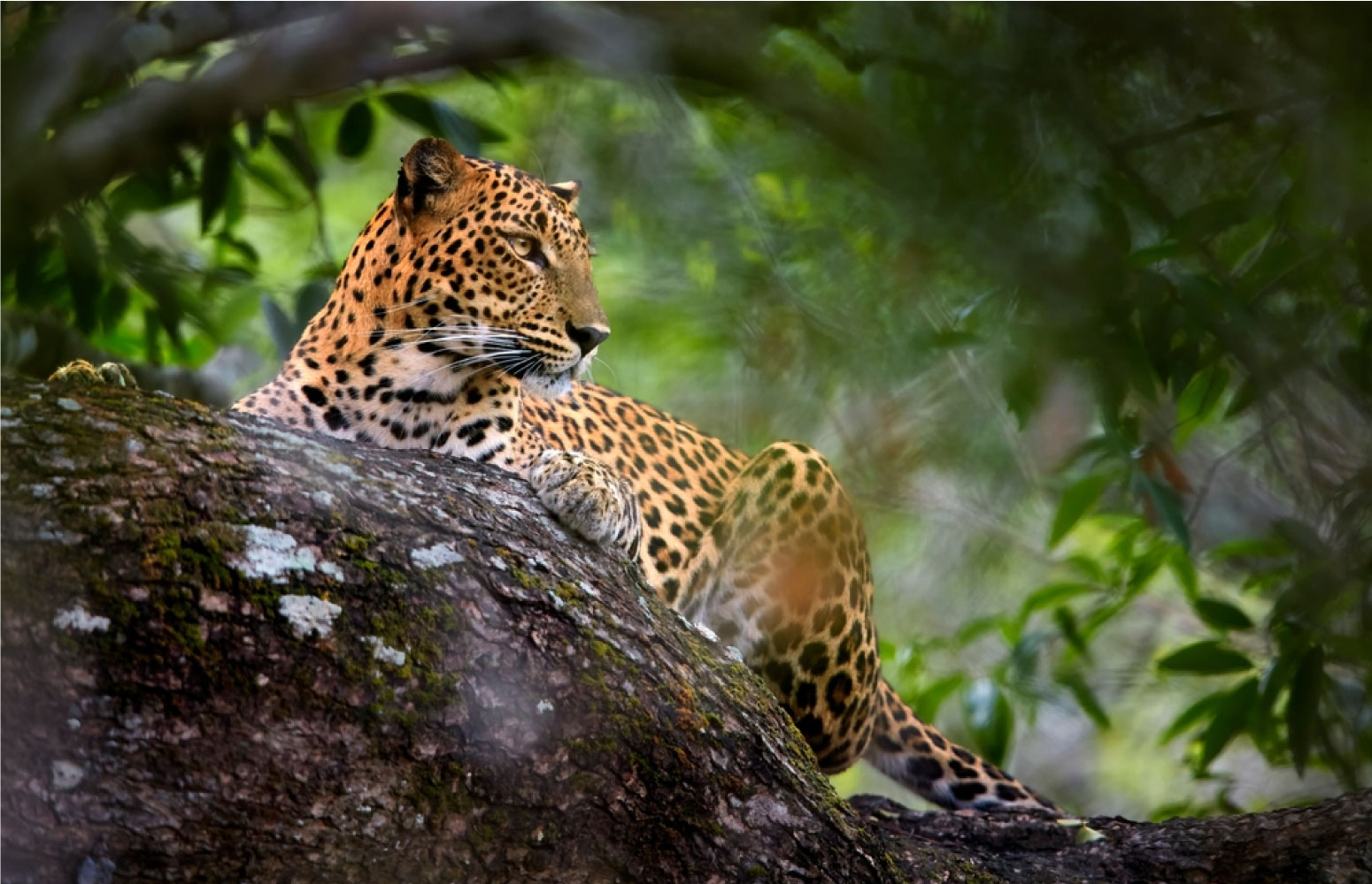 Wilpattu National Park